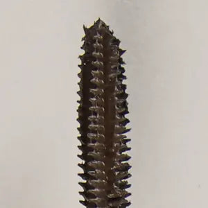 Infinilash Mascara - Brown
